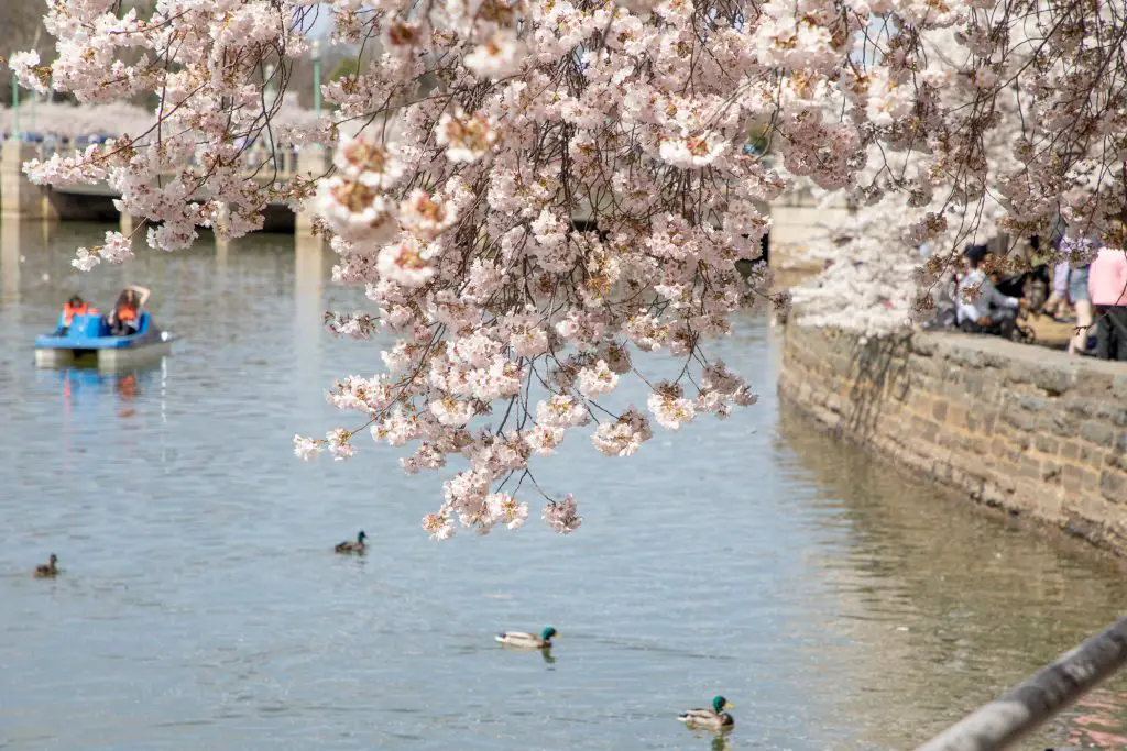 Cherry Blossoms in Washington, DC by Momma Wanderlust