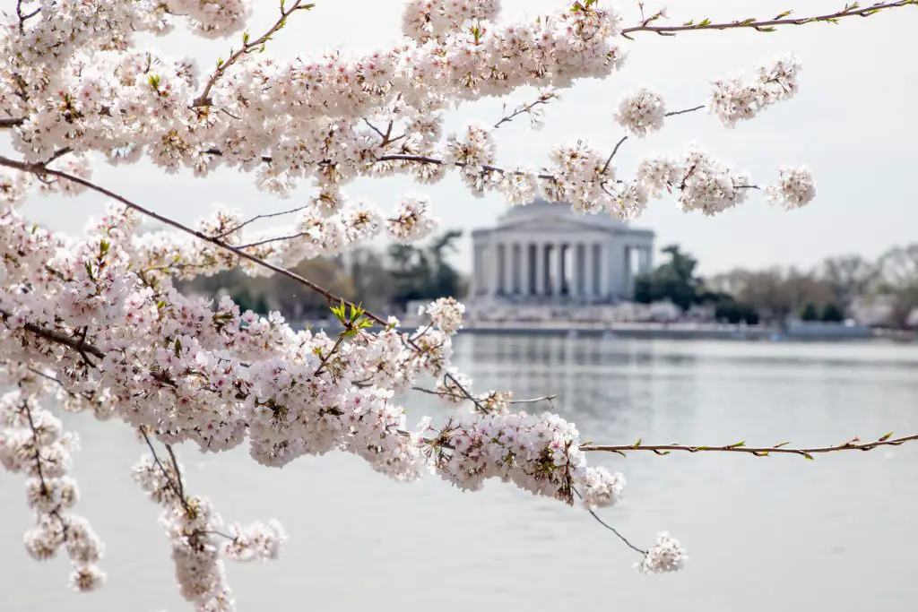 The Ultimate Family Guide to Visiting Washington DC with Kids featured by top US family travel blogger, Momma Wanderlust: Clusters of blooming trees