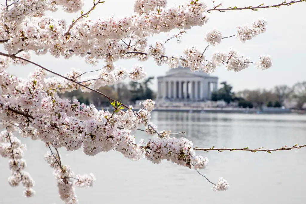 Family Friendly Guide to the National Cherry Blossom Festival in DC - The  Adventure Family