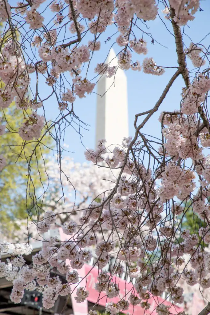 Cherry Blossoms in Washington, DC by Momma Wanderlust