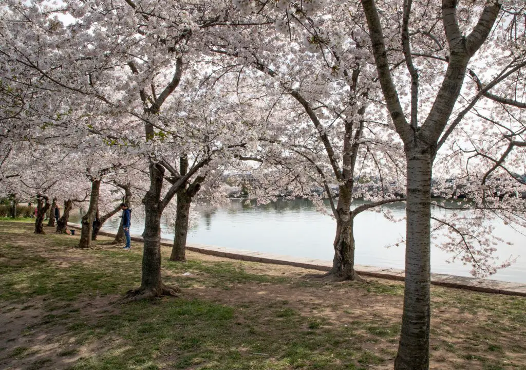Cherry Blossoms in Washington, Cherry Blossoms in Washington, DC by Momma Wanderlust featured by top BIPC family travel blogger, Momma Wanderlust