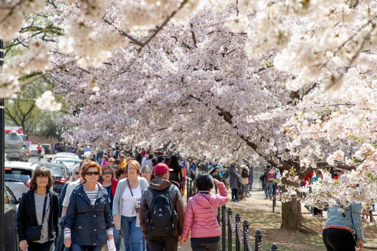 Visiting the Cherry Blossoms in Washington, DC - Momma Wanderlust