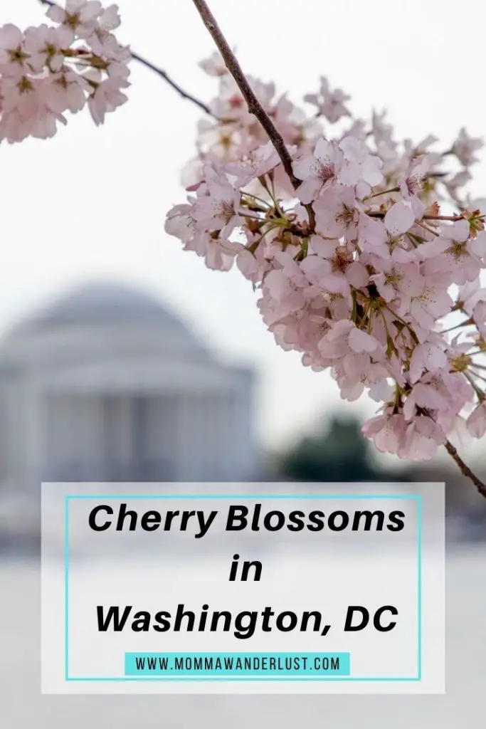 Cherry Blossoms in Washington, DC | Momma Wanderlust | Family Travel