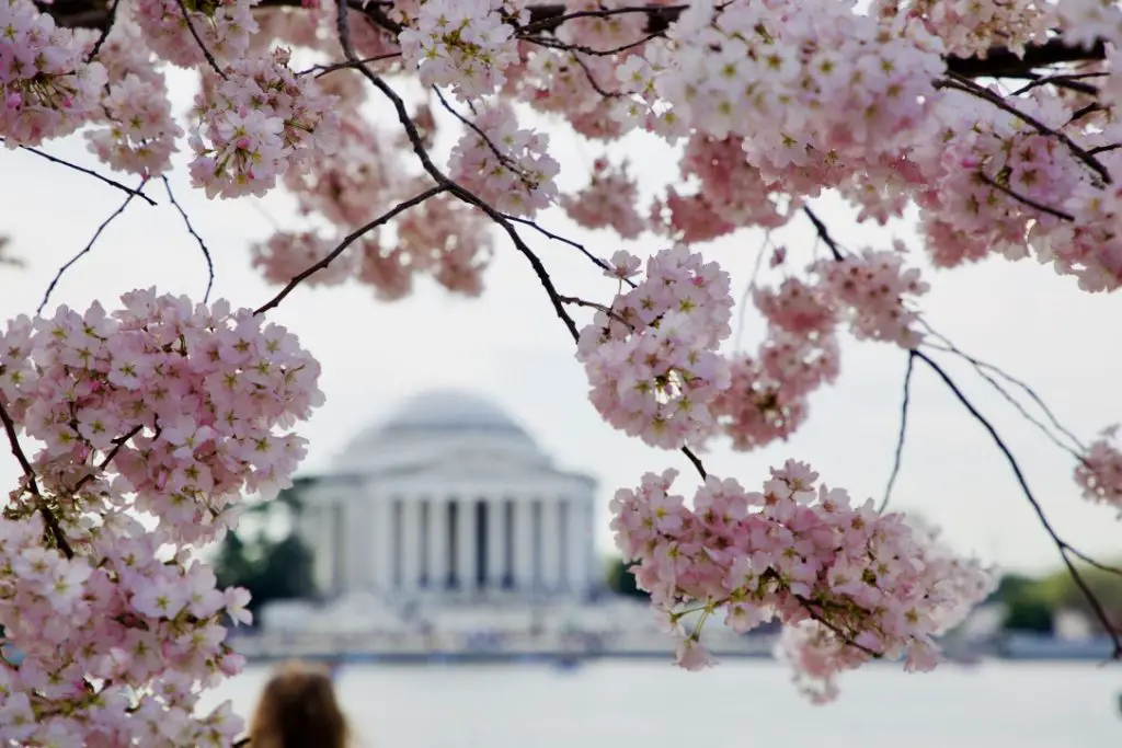 Photo of the cherry blossoms in full bloom in the foreground, with the Thomas Jefferson Memorial building in Washington, DC in the background. 