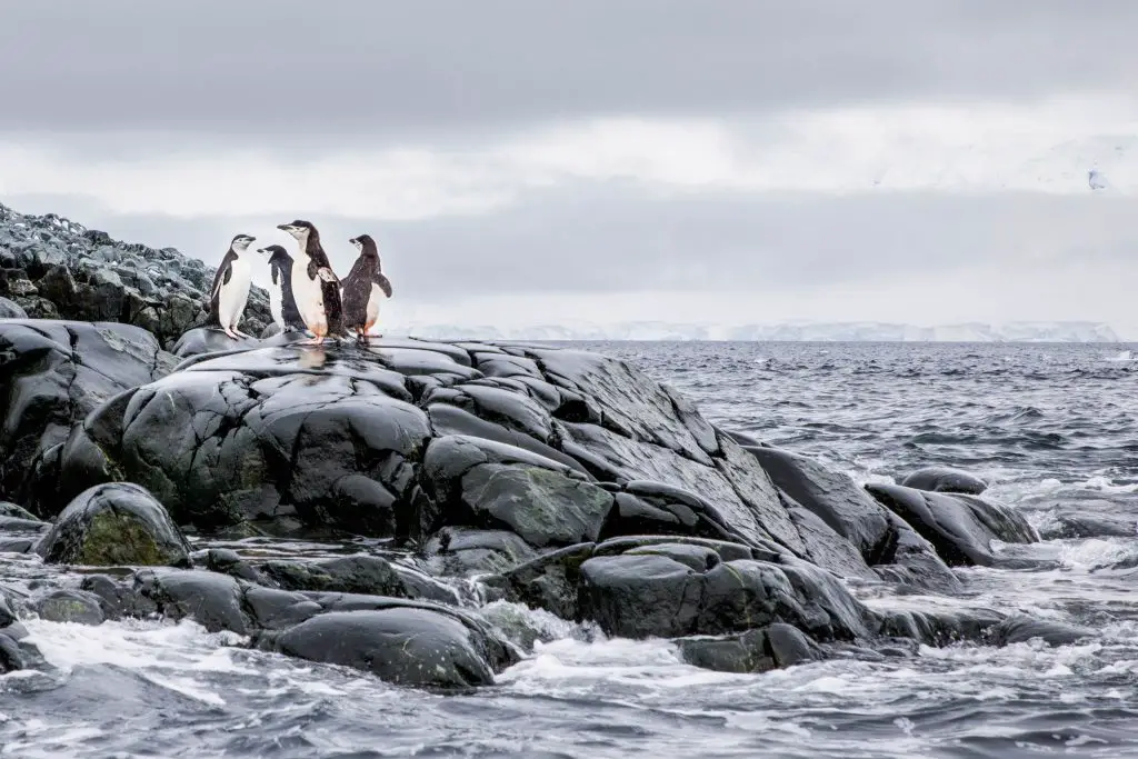 a group of penguins on top of rocks at the edge of the ocean.