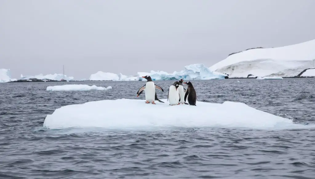 Visiting Antarctica: 25 Photos shared by top family travel blogger, Momma Wanderlust