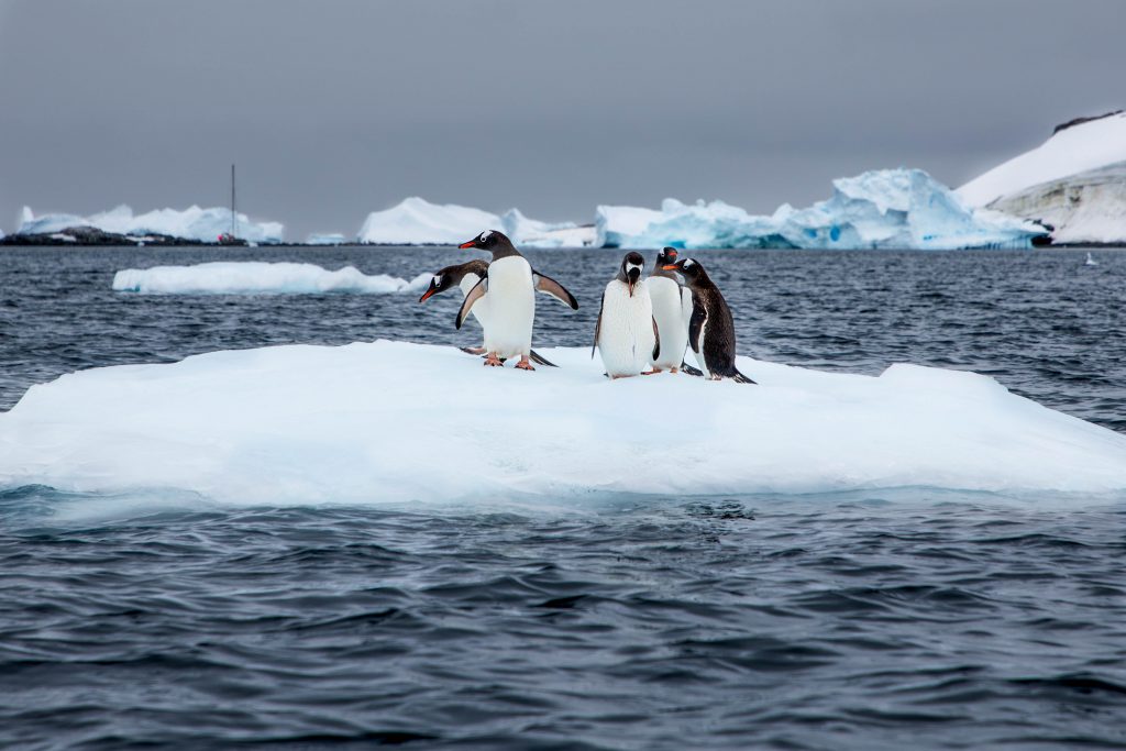 five penguins on top of a small floating iceberg
