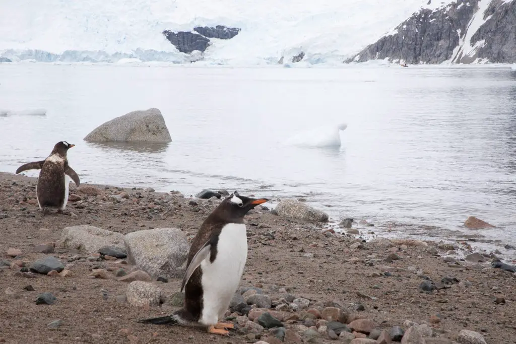 Visiting Antarctica: 25 Photos shared by top family travel blogger, Momma Wanderlust