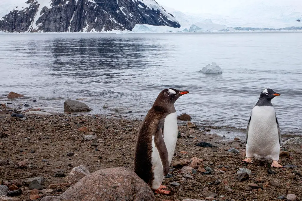 two gentoo penguins on the shore with the ocean and a mountain behind them.