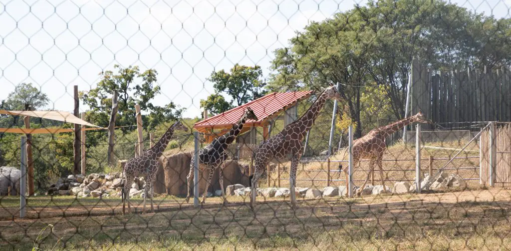 A Day at the Maryland Zoo in Baltimore featured by top US family travel blogger, Momma Wanderlust