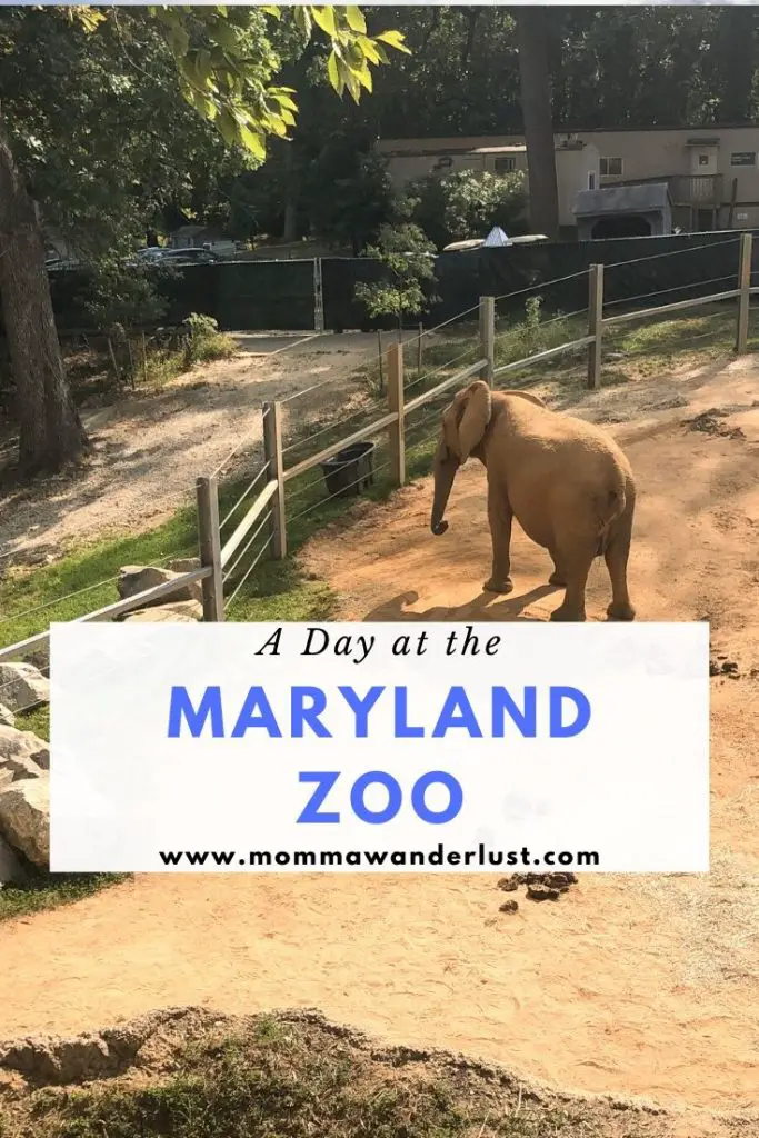 A Day at the Maryland Zoo in Baltimore featured by top US family travel blogger, Momma Wanderlust