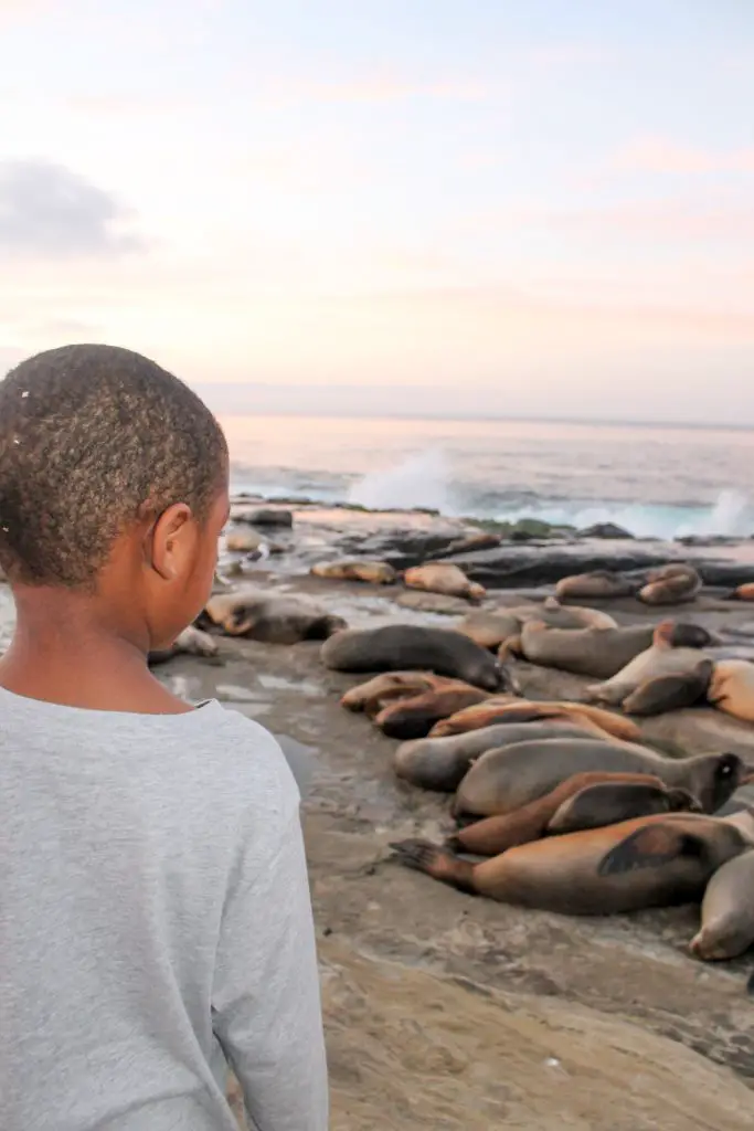 Little boy staring at seals laying on the beach at La Jolla Cove in San Diego, California