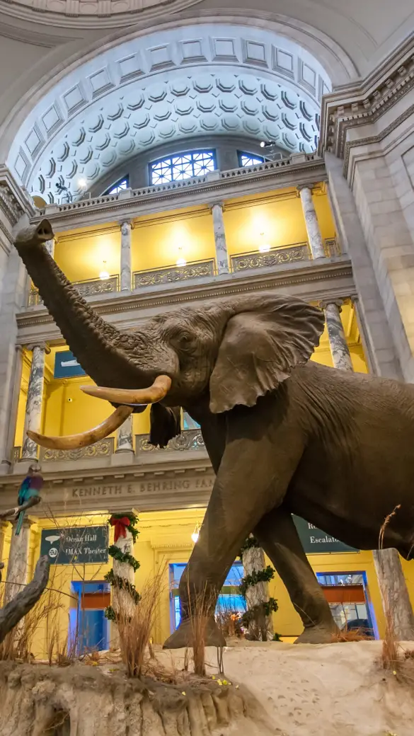 Smithsonian Virtual Tours featuring TOP BIPOC Travel Blogger Momma Wanderlust