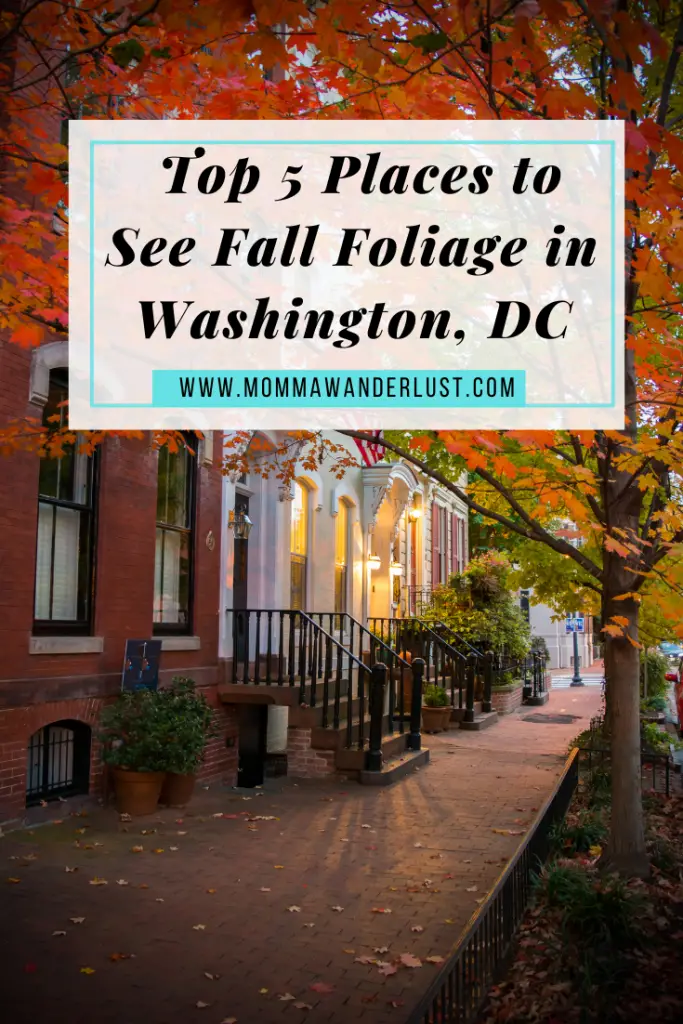 Top 5 Places to See Fall Foliage in Washington, DC featured by top US family travel blogger, Momma Wanderlust