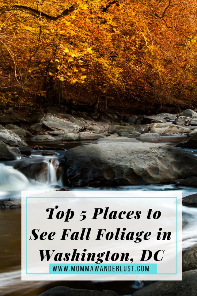 Top 5 Places to See Fall Foliage in Washington, DC featured by top US family travel blogger, Momma Wanderlust