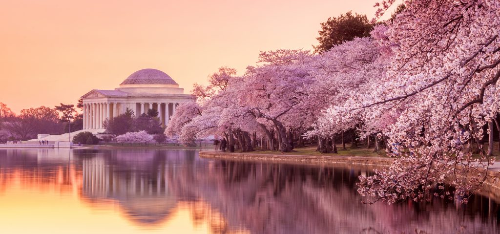 Cherry Blossoms in Washington, DC by Momma Wanderlust