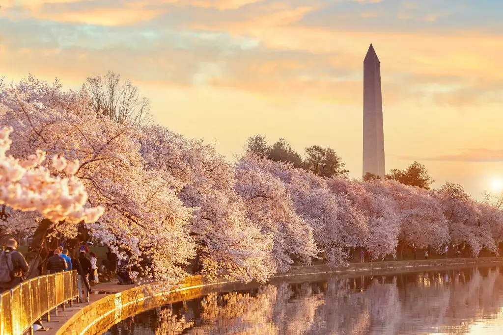 Cherry Blossoms in Washington, DC by Momma Wanderlust