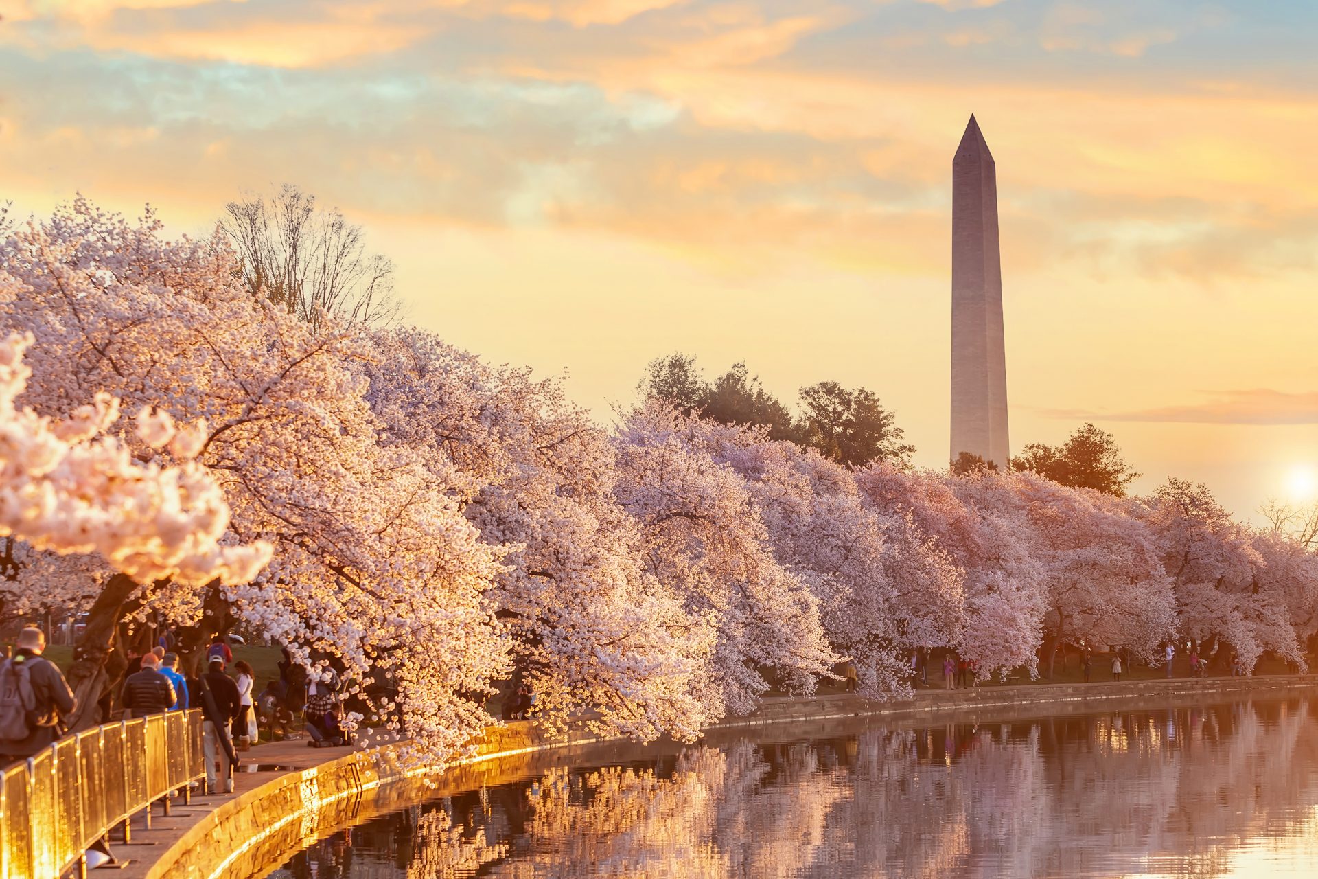 Best Ways to Enjoy the Washington, D.C. Cherry Blossom Festival