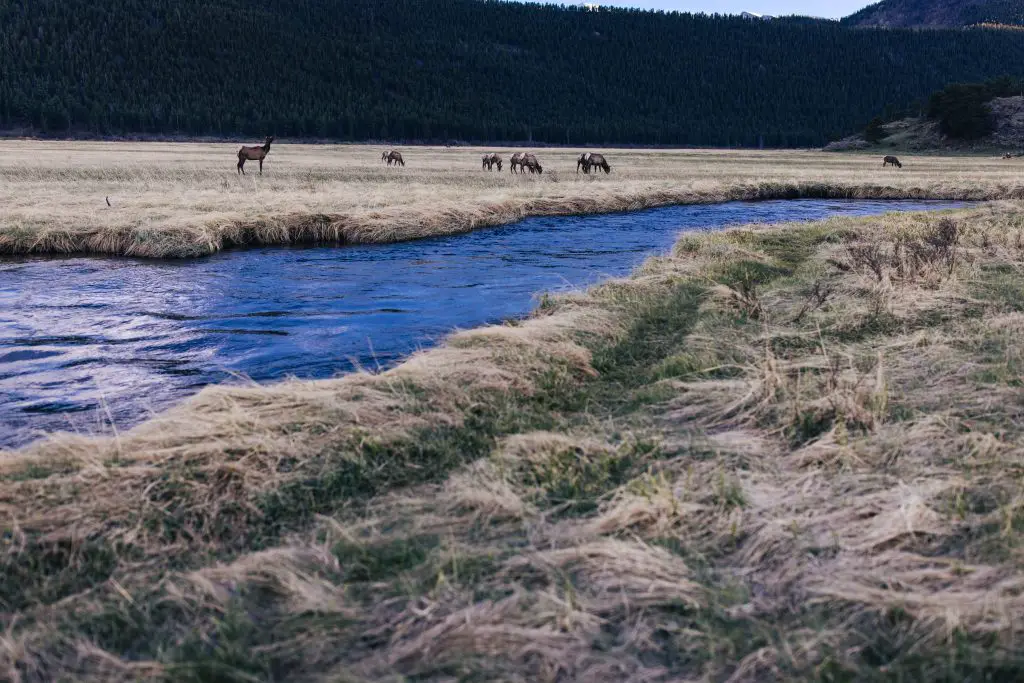 wildlife in Rocky Mountain National park, things to do in estes park colorado