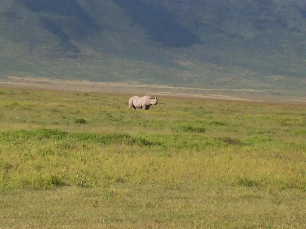 black rhino in ngorongoro crater