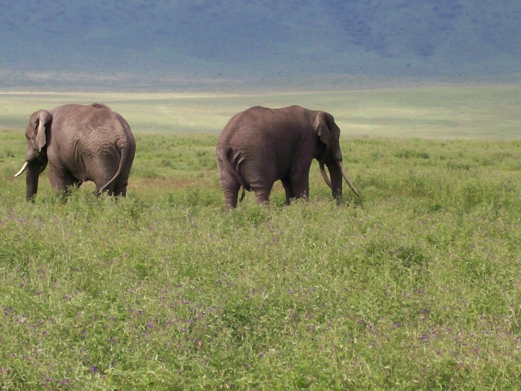 Elephants inside of Ngorongoro crater