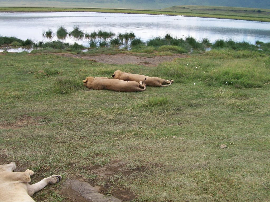 lions sleeping in Ngorongoro crater