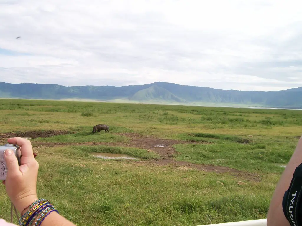 Warthog in ngorongoro crater