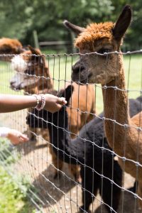 alpacas being fed with child's hand